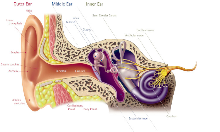 Anatomy of the ear. Outlining parts of the outer ear, middle ear and inner ear.